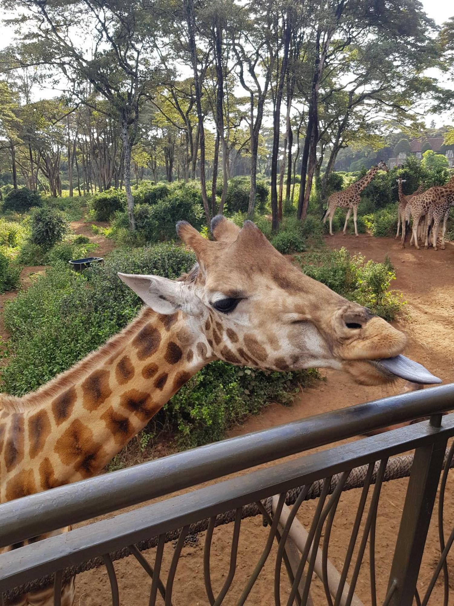 Teresita Home Jkia ナイロビ エクステリア 写真